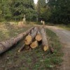 Protocole FNB-ONF-FNCOFOR pour la commercialisation des bois issus des forêts publiques
