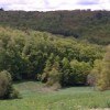 Collectivités et foncier forestier : les Communes forestières s'investissent