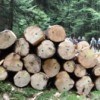 Plus les communes mobilisent de bois, moins elles touchent de DGF!