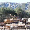 Regroupement de la gestion des forêts des collectivités