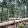 Le Programme national de la Forêt et du Bois approuvé par décret