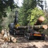 AMI Dynamic mobilisation bois : les projets engagés avec les Communes forestières
