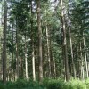 Assurance des forêts communales : pas d'obligation pour les communes