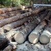 Crises sanitaires et risques en forêts : les Communes forestières alertent l'Etat