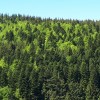 Signez notre APPEL pour la sauvegarde des forêts françaises