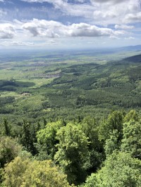 Un programme ambitieux à mener pour les forêts