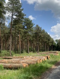 La dématérialisation de la facture des ventes des bois